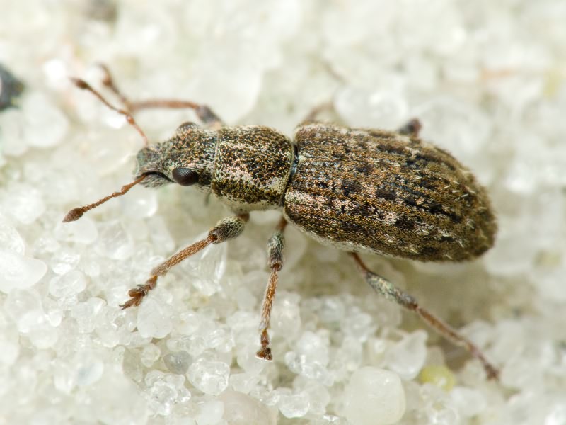 Sitona waterhousei Walton, 1846